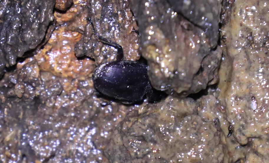 ヒラタクワガタ♂2匹目_団地前のクヌギ_2023年6月12日19時55分気温21度 小雨